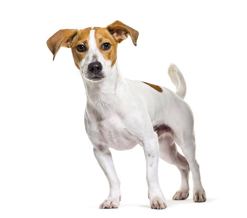 Jack Russell Terrier in front of white background