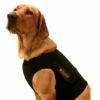 dog wearing holter vest