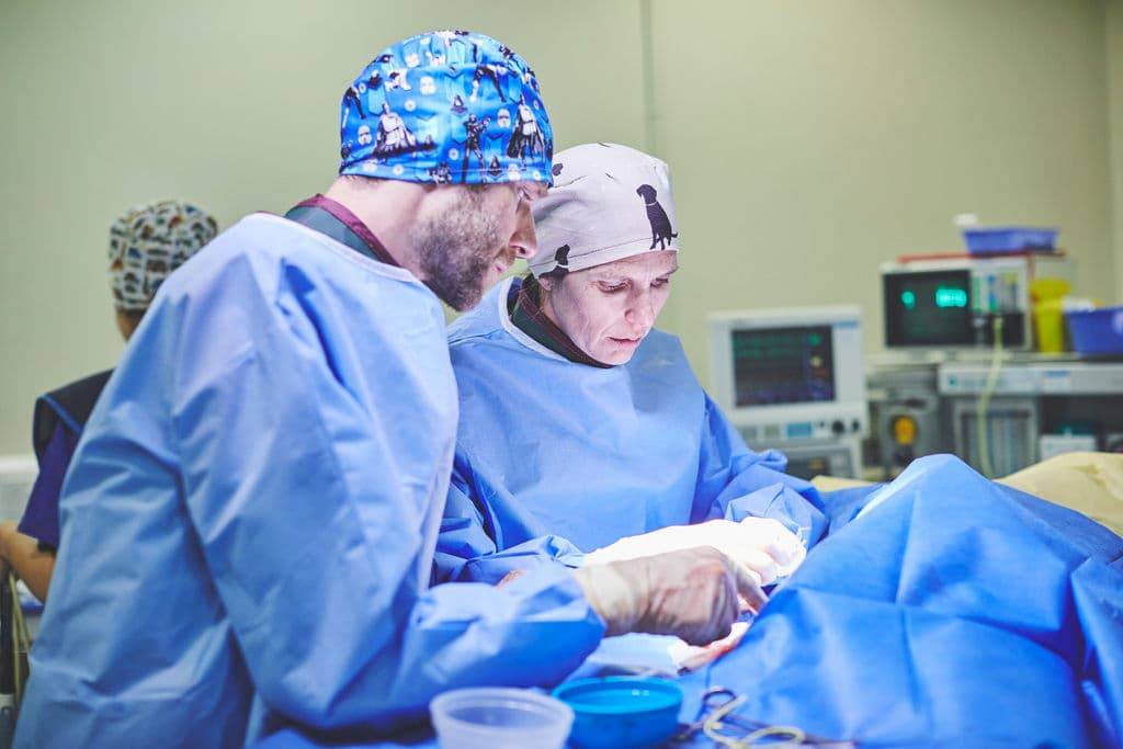 two vets carrying out an operation