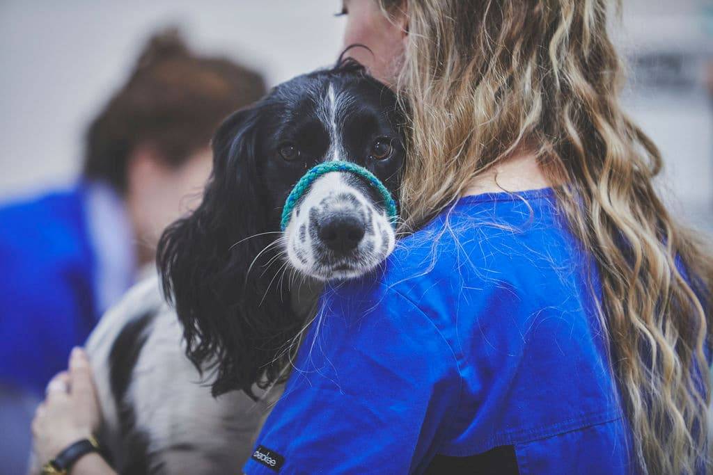 vet holding a dog