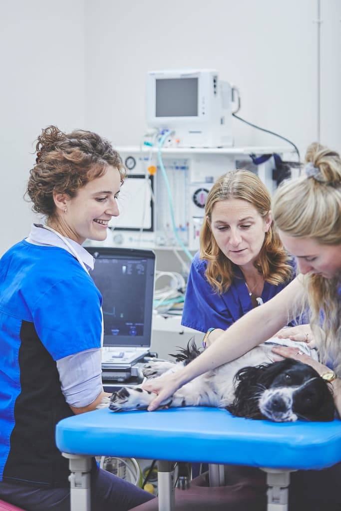 three vets inspecting a dog