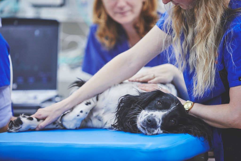 two vets inspecting a dog