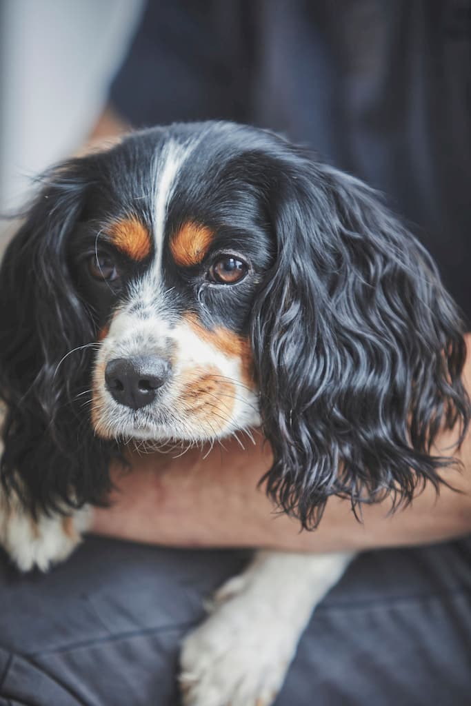 dog on persons lap