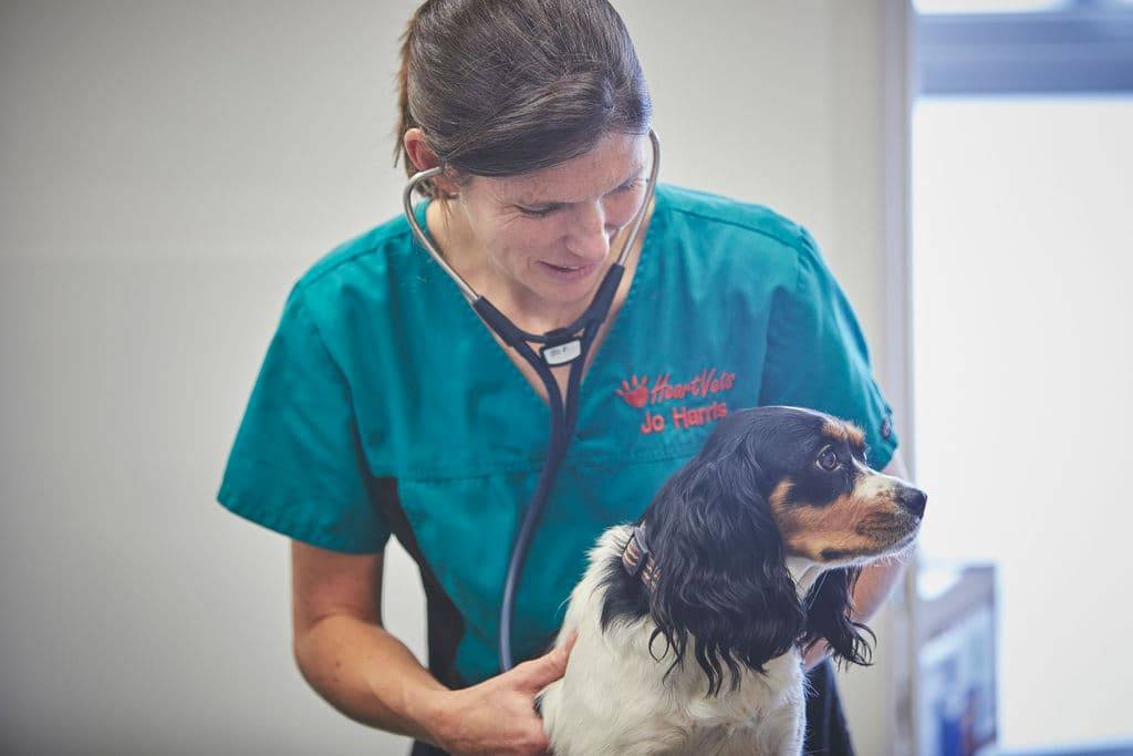 dog being inspected by vet and owner