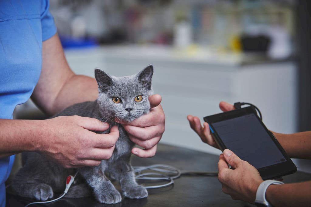 cat on a table being inspected