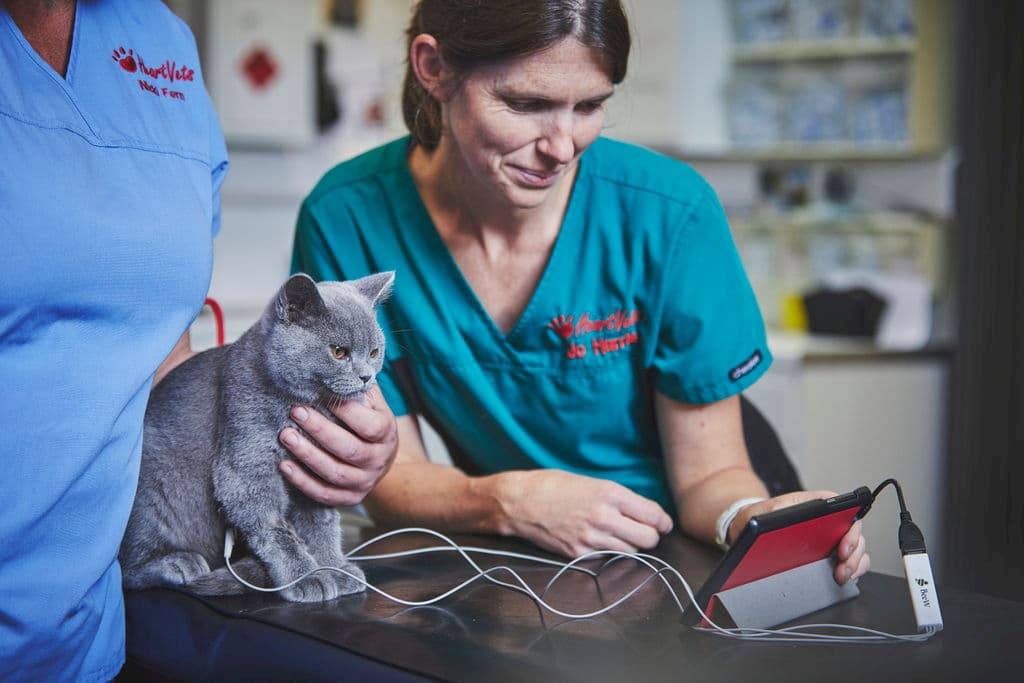 members of staff taking a reading from a cat