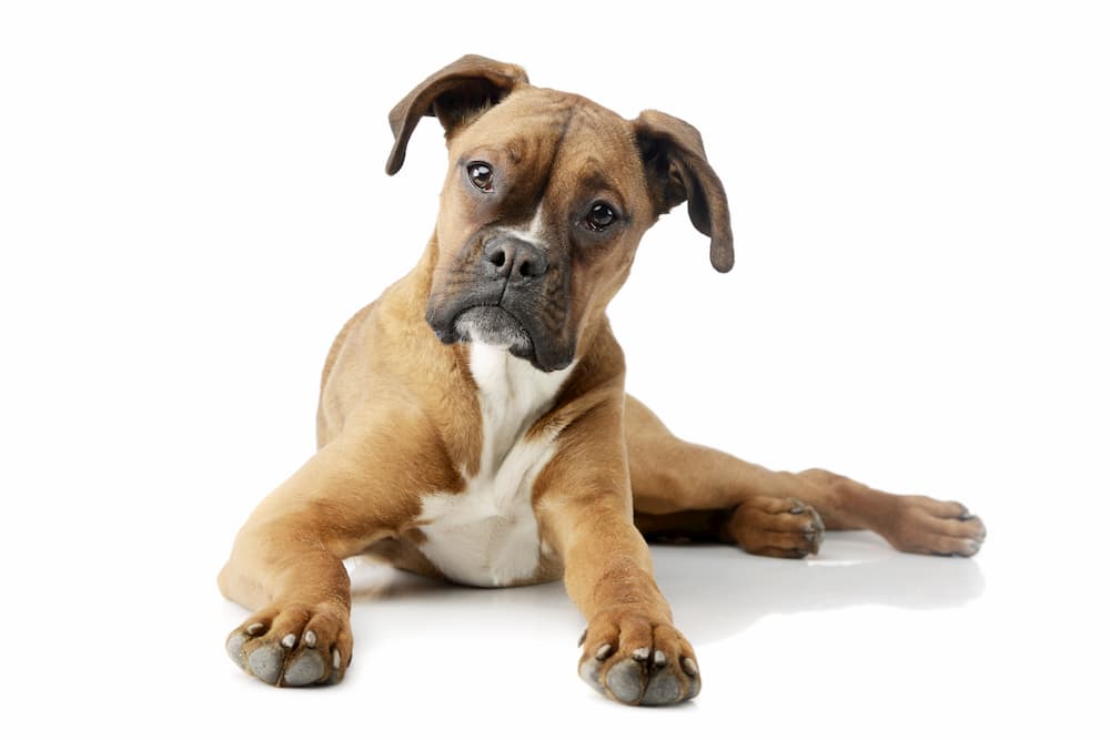 Boxer puppy lying down