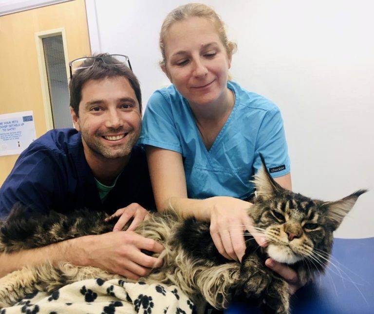Two vet nurses with large cat