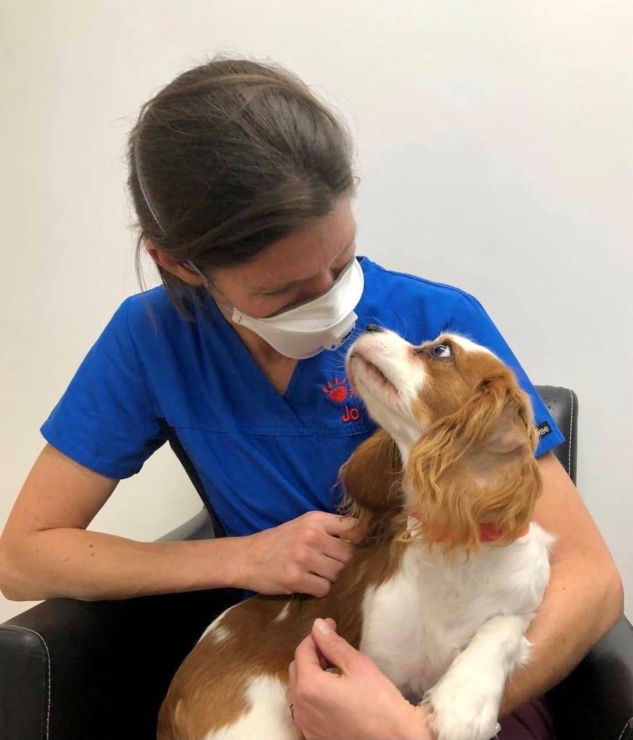vet with facemask holding small dog