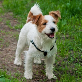 Jack russell terrior stood on grass