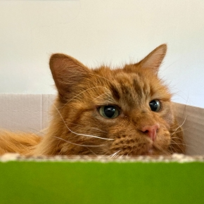 Ginger cat looking out of a cardboard box