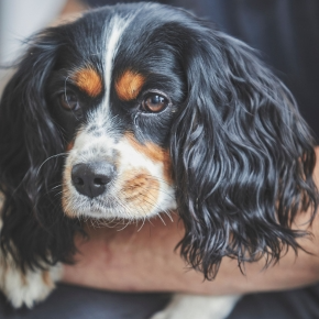 Cavalier King Charle spaniel dog