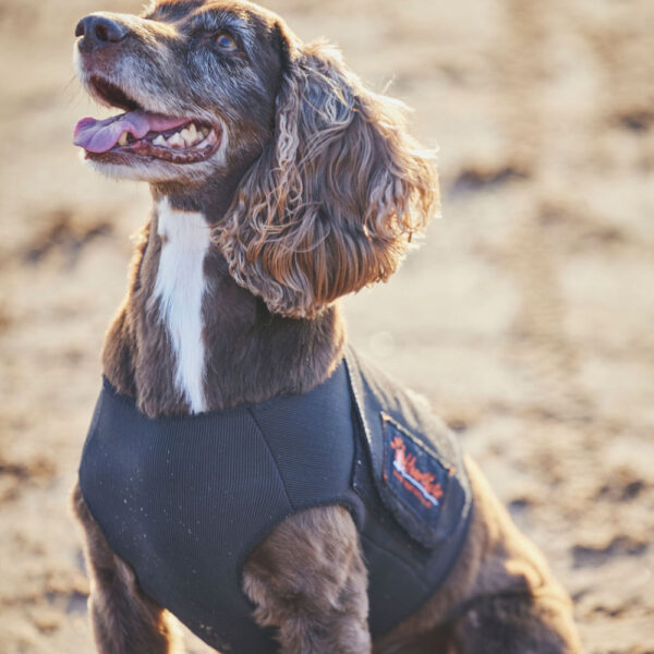 Holter vests for dogs