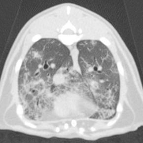 Diagnostic imaging showing pet lungs