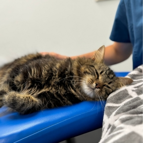 Cat lying on a blue vet bed being stroke