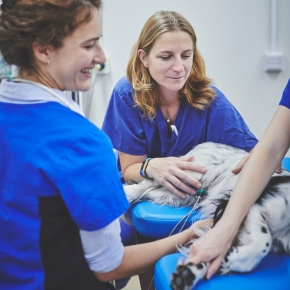 The cardiologist performing echocardiography on a dog with cardiology nurses assisting