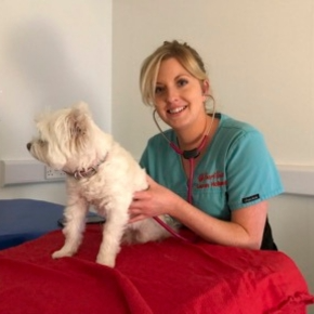 Cardiology nurse performing thoracic auscultation on a West Highland White Terrier