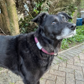 A black dog wearing a smart collar