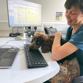 Cardiology vet nurse sitting at a computer with a spaniel sitting on her lap