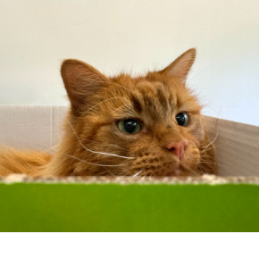 A long haired ginger cat looking out from inside a box