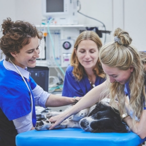 Cardiology specialists at Heartvets treating a black and white dog