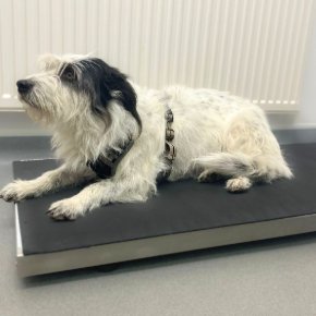 A black and white dog lying on the weighing scales in the consult room