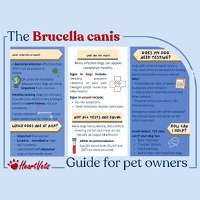 The Brucella canis guide for pet owners