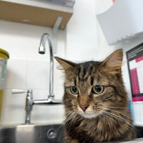 A longhaired cat sitting in a sink in the consult room