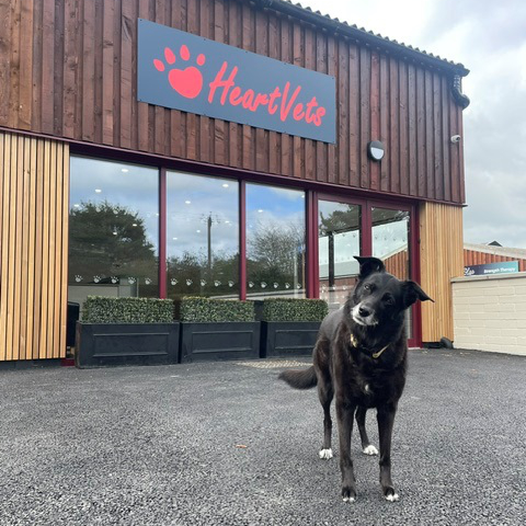 Lolly, a black dog standing outside the HeartVets clinic.