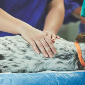 A brown and white dog lying on its side on the consult table with a vet nurse’s hands on its chest