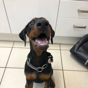 Happy dog looking up