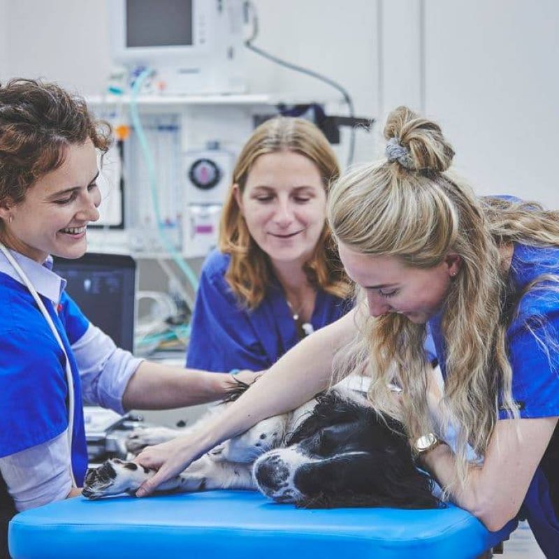 three vets inspecting a dog