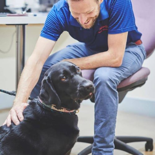 man stroking a dog