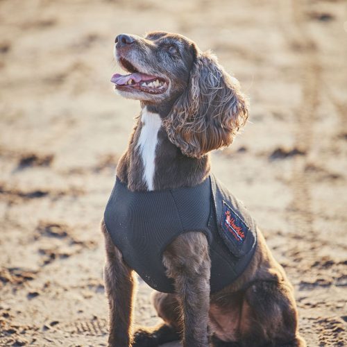 Heart_dog_vest_shoot_048.jpg
