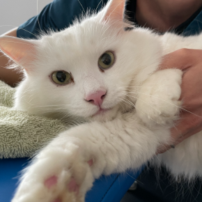 A white cat being held for heart scan