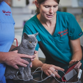Specialist cardiologist Jo Harris doing an ecg on a grey cat
