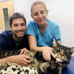Two vet nurses with large cat