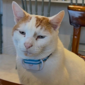 Cat wearing a smart collar