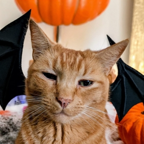 A ginger cat with pumpkins and bat wings around them for halloween