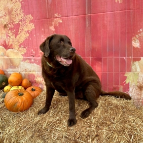 A brown Labrador dog sat on hay next to some pumpkins