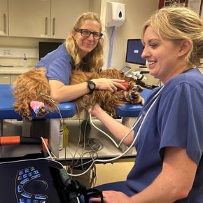 Cardiology nurse Lauren practicing her echocardiography skills with cardiology nurse Charley holding the patient (a dog).