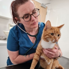 A vet examining a cat with a stethoscope