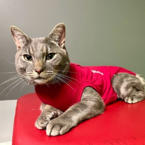 Cat wearing a red holter monitor outfit