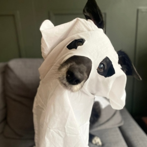 A dog wearing a white piece of material with holes cut for their eyes and nose to look like a ghost