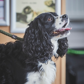 Black and white cavalier king charles spaniel dog looking up