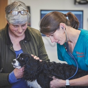 Dog owner standing with small dog whilst cardiology vet examines the dog