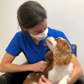 vet with facemask holding small dog