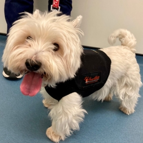 West Highland White Terrier dog wearing a Holter monitor and vest