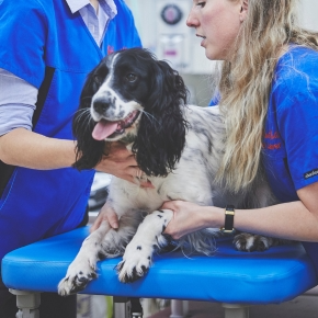 Vets moving a spaniel type dog on a blue vet table