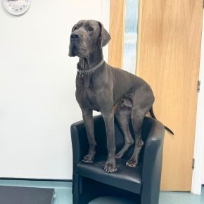 Great Dane dog sitting in the consult room chair